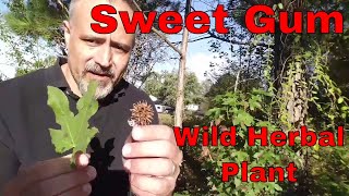 Sweet gum Wild edible and herbal plant [upl. by Lambrecht137]