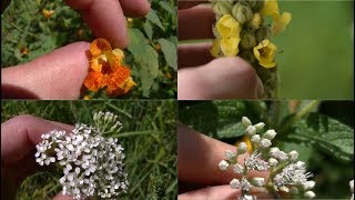 How To Identify 5 Medicinal Plants And Their Uses [upl. by Dent]