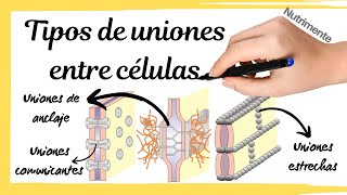 Tipos de UNIONES entre las CÉLULAS [upl. by Darees458]