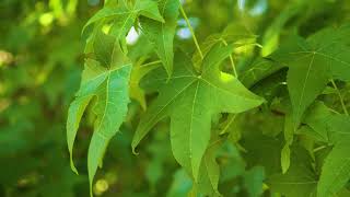 Liquidambar styraciflua  American Sweetgum [upl. by Acinoev]