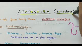 Leptospira  Microbiology  Handwritten notes [upl. by Ariak612]