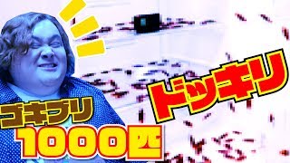 【ドッキリ】ゴキブリ1000匹用意して冷蔵庫に仕掛けたったwwwww [upl. by Meggs]