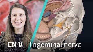 Anatomy Dissected Cranial Nerve V trigeminal nerve [upl. by Doolittle]