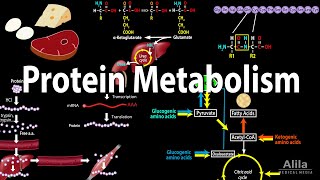 Protein Metabolism Overview Animation [upl. by Sel]