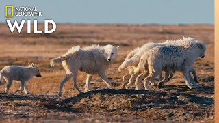 Arctic Wolf Pups on First Family Outing  Nat Geo Wild [upl. by Anidam547]