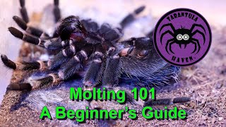 Molting 101  A Beginners Guide [upl. by Rogers]