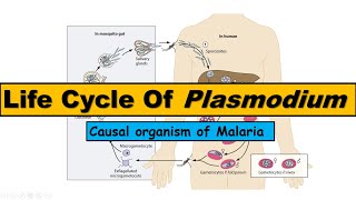 Life Cycle of Plasmodium  Malarial Parasite [upl. by Lazos760]