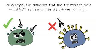 Blood Bank Antibody Panel Overview [upl. by Larochelle]