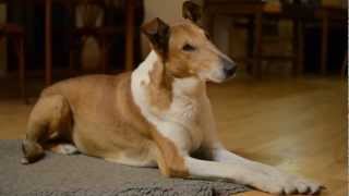 Smooth collies evening at home [upl. by Ferrand604]