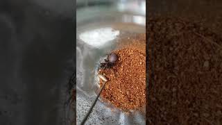 Feeding The Deadly Sydney Funnelweb Spider 4 Atrax Robustus [upl. by Adnarrim]