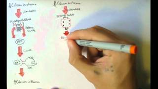 Bone Homeostasis Calcium and Phosphate Hormones [upl. by Mannie]