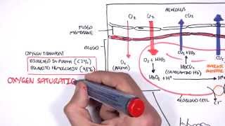 Respiration Gas Exchange [upl. by Aliuqahs]