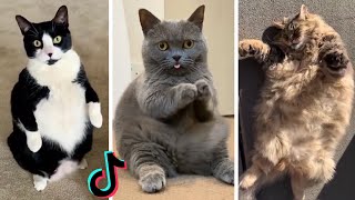 Chonky Cats Compilation  Funny Chubby Cats  Try Not to Laugh [upl. by Runkel]