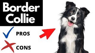 Border Collie Pros And Cons SHOCKING [upl. by Nwahsd140]