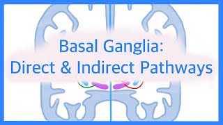 Basal Ganglia The Direct and Indirect Pathways [upl. by Inglis]