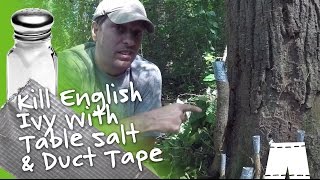 How To Kill English Ivy Vines With Salt amp Duct Tape DIY [upl. by Ettelliw]