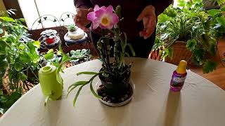 How to Get Dendrobium Orchid to Rebloom [upl. by Yak]