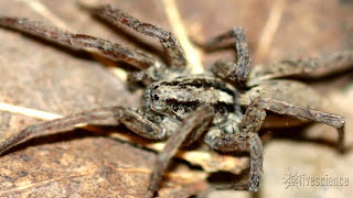 Spiders Creepy Mating Purr Recorded by Researchers [upl. by Ynohtnakram]