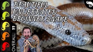 Rosy Boa The Best Pet Snake [upl. by Ecerahs]