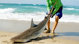 Catching Sharks from the Beach amp How it Started [upl. by Stclair395]