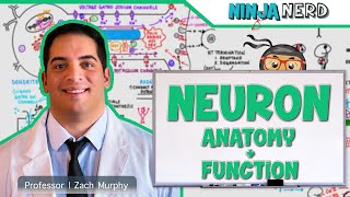 Neurology  Neuron Anatomy amp Function [upl. by Annauqal]