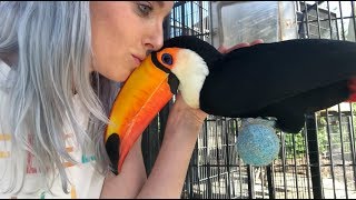 Do I Feed My Toucan LIVE ANIMALS [upl. by Osnola]