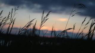 Wind Blowing in Field Relaxing Sounds  Royalty Free [upl. by Suiramaj395]