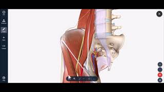 Lateral Femoral Cutaneous Nerve Block [upl. by Kirtap]