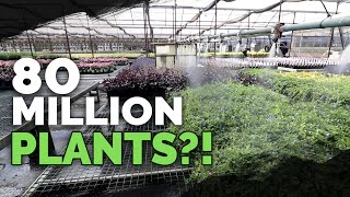 How To Grow MILLIONS of Plants a Year Plant Nursery Tour [upl. by Atnovart779]