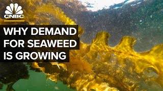 Why Demand For Seaweed Is About To Boom [upl. by Varrian920]