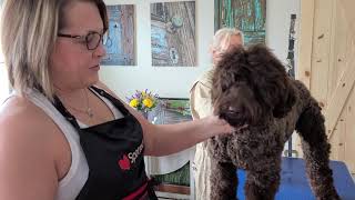 How to groom the Australian Labradoodle head the Big Rock Way [upl. by Hearsh]