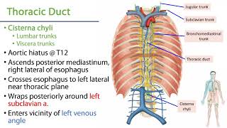 LO 4  Thoracic Duct  Posterior Mediastinum [upl. by Delanie510]