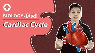 Cardiac Cycle  Biology  Hindi [upl. by Marys]