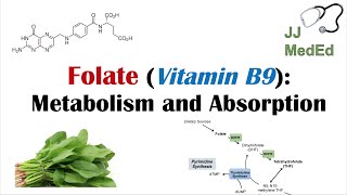 Folate Vitamin B9 Why we need it dietary sources and how we absorb and metabolize it [upl. by Gievlos]