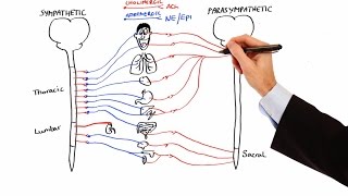 Pharmacology  AUTONOMIC NERVOUS SYSTEM MADE EASY [upl. by Asiluj]