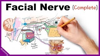 Facial Nerve Anatomy Simplified [upl. by Viole]