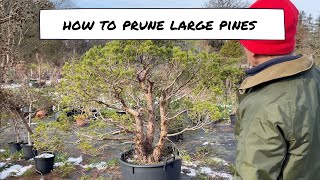 How to Prune Large Pines [upl. by Lanie]