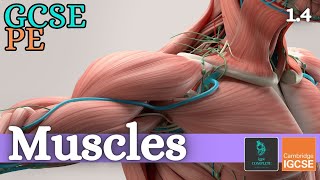 GCSE PE  MUSCLES  Anatomy and Physiology Skeletal and Muscular System  14 [upl. by Ihsoyim950]