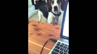 Coonhound talking while I am trying to work [upl. by Atiuqin502]