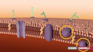 La membrana plasmatica tratto da Saraceni Strumia [upl. by Raseta]