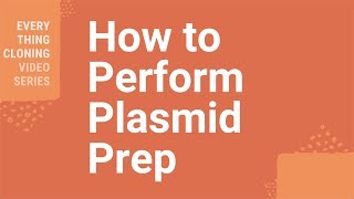 How to Perform Plasmid Prep [upl. by Ymmij]