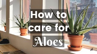 Aloe Vera Care Guide [upl. by Liggett]