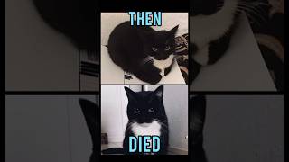 Famous Cats memeThen vs Now meme memes nostalgia catmemes [upl. by Anaiv]