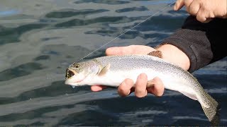 Fishing for Oregons searun cutthroat trout [upl. by Feirahs]