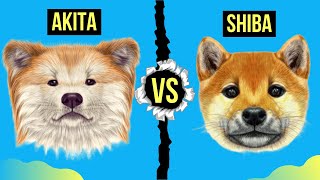 Akita vs Shiba Inu Differences  Detailed Comparison [upl. by Eralc]