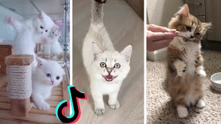 Funny Kittens of TikTok  Cutest Kittens Compilation [upl. by Adal168]