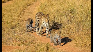 Timbavati Reserve Kruger  South Africa  Overview [upl. by Naitsihc121]