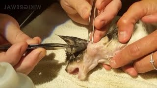 Satisfying Botfly Larvae Removal From Animals [upl. by Ailekat]