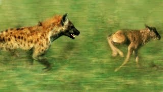 Hyena vs Baby Wildebeest  BBC Earth [upl. by Ylicic]