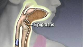 Through the Esophagus The Function of Peristalsis [upl. by Cutty659]